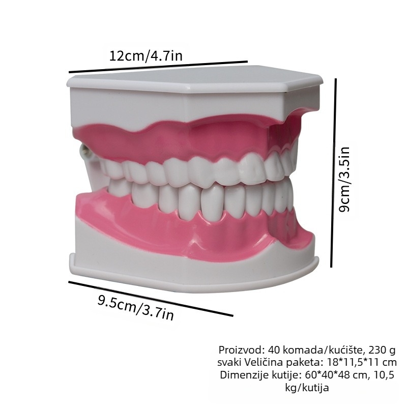Dvodijelni dentalni model s četkicom za zube – edukativni model za odrasle, dvije jedinice