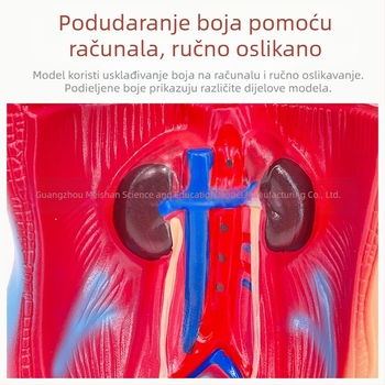 Meishan trupni anatomijski model za nastavu – srce i mozak, plastični