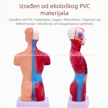 Meishan trupni anatomijski model za nastavu – srce i mozak, plastični