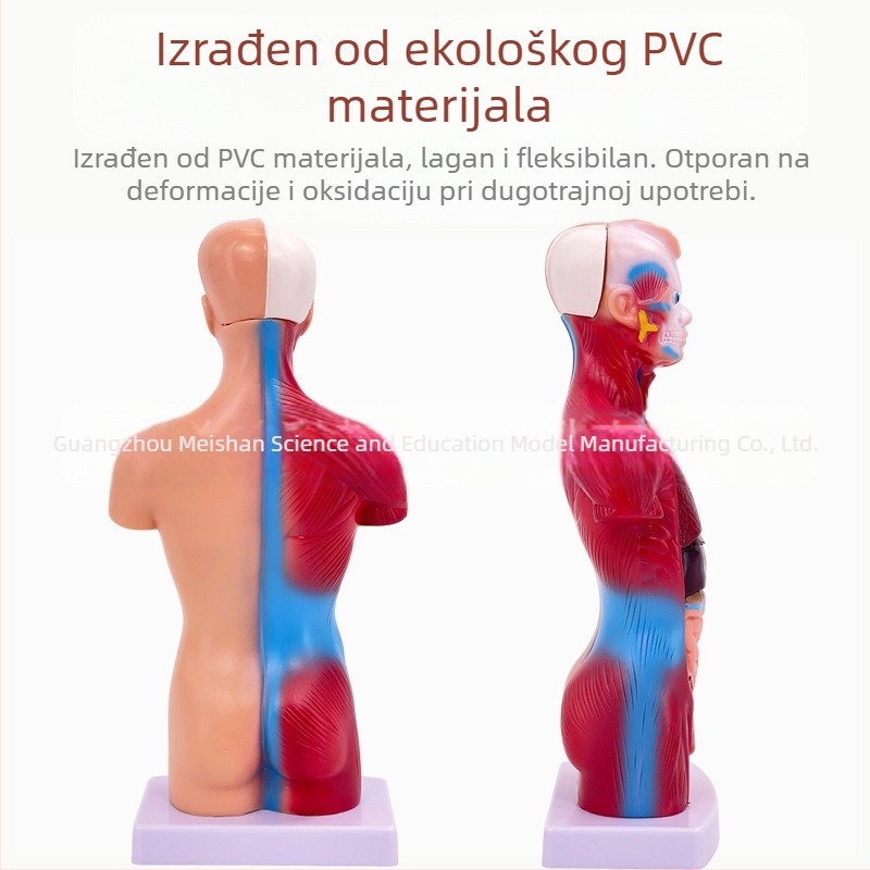 Meishan trupni anatomijski model za nastavu – srce i mozak, plastični