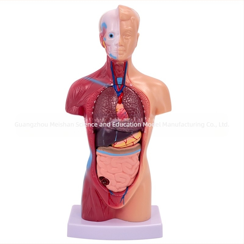 Meishan trupni anatomijski model za nastavu – srce i mozak, plastični