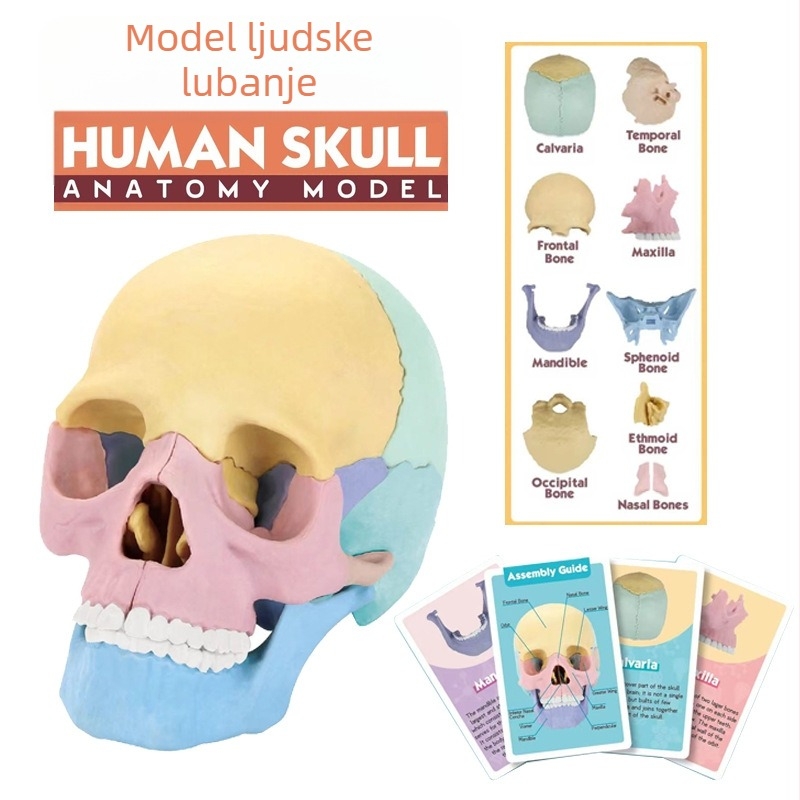 Model ljudske lubanje za anatomiju — odvojiv, plastična konstrukcija; DIY sklapanje; uzrast 7–14 godina