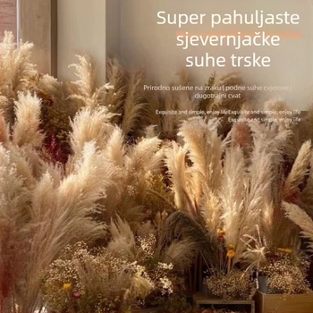 Prirodni suhi buket od trske, s velikim vrhom, podna dekoracija za dnevni boravak