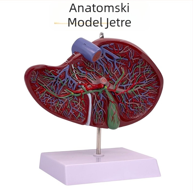 Izuzetno realističan anatomski model jetre s hepatobiliarno-pankreasno-slezinskim-duodenalnim sustavom i reljefnim lezijama