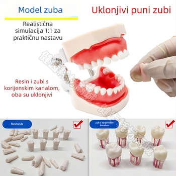 Tuscon stomatološki edukativni model — uklonjiva usna šupljina, standardna simulacija za odrasle
