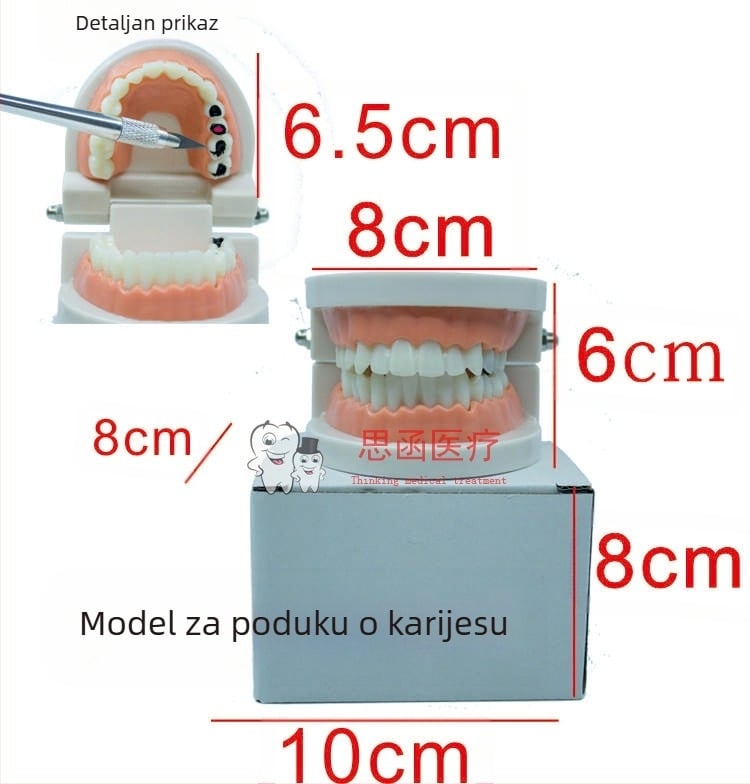 Tuscon stomatološki edukativni model — uklonjiva usna šupljina, standardna simulacija za odrasle