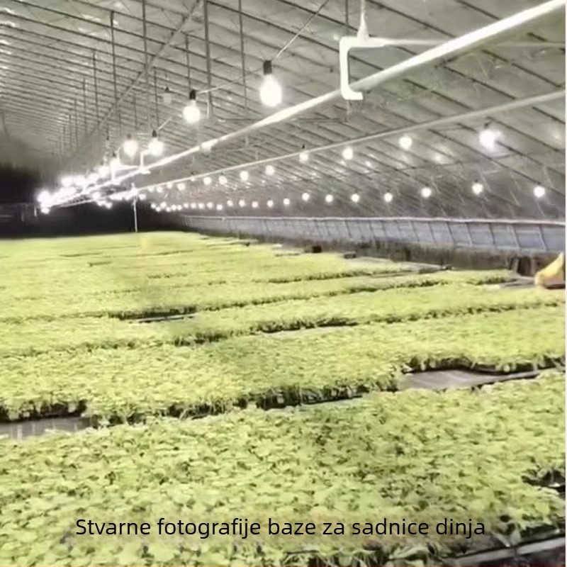 LED svjetlo za rast biljaka s punim spektrom, vanjski vodootporan komplet za osvjetljenje dragon fruit