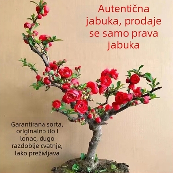 Begonija Longevity Crown Bonsai – Bonsai begonija s crvenim cvjetovima, za unutarnje i vanjske prostore