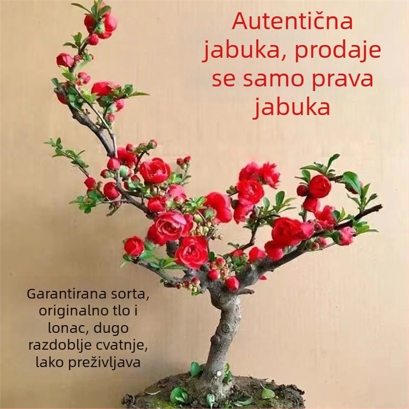 Begonija Longevity Crown Bonsai – Bonsai begonija s crvenim cvjetovima, za unutarnje i vanjske prostore
