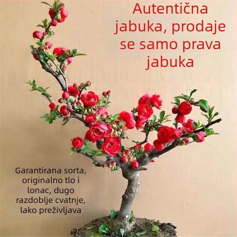 Begonija Longevity Crown Bonsai – Bonsai begonija s crvenim cvjetovima, za unutarnje i vanjske prostore