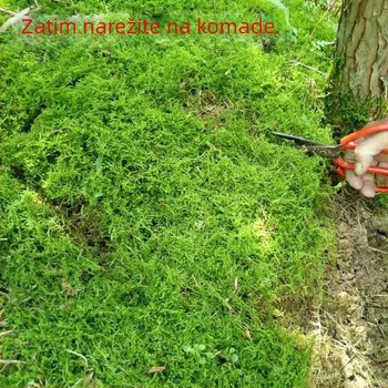 Mahovina bonsai – mini krajolik, Marka Unique, Stil Moderna jednostavnost, Namjena darivanja: reklamni darovi, Uvoz: Ne