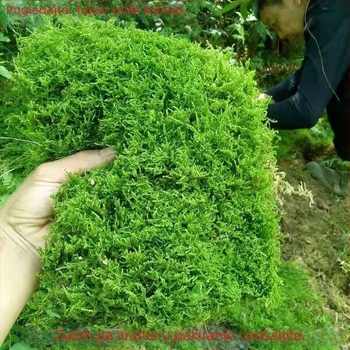 Mahovina bonsai – mini krajolik, Marka Unique, Stil Moderna jednostavnost, Namjena darivanja: reklamni darovi, Uvoz: Ne