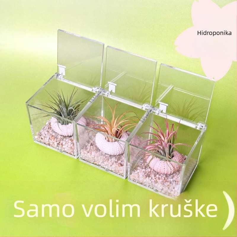 Mini stolna biljka bez zemlje za ured, ručno izrađena, prilagodljiva (Materijal: Biljka; Obrada i prilagodba: Podržava prilagođavanje)