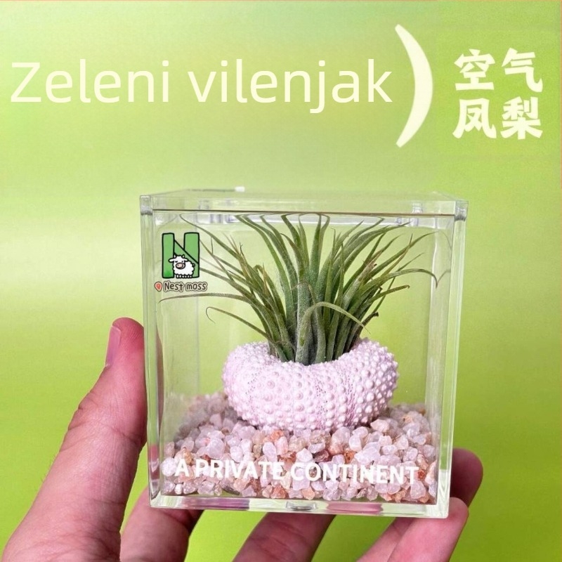 Mini stolna biljka bez zemlje za ured, ručno izrađena, prilagodljiva (Materijal: Biljka; Obrada i prilagodba: Podržava prilagođavanje)