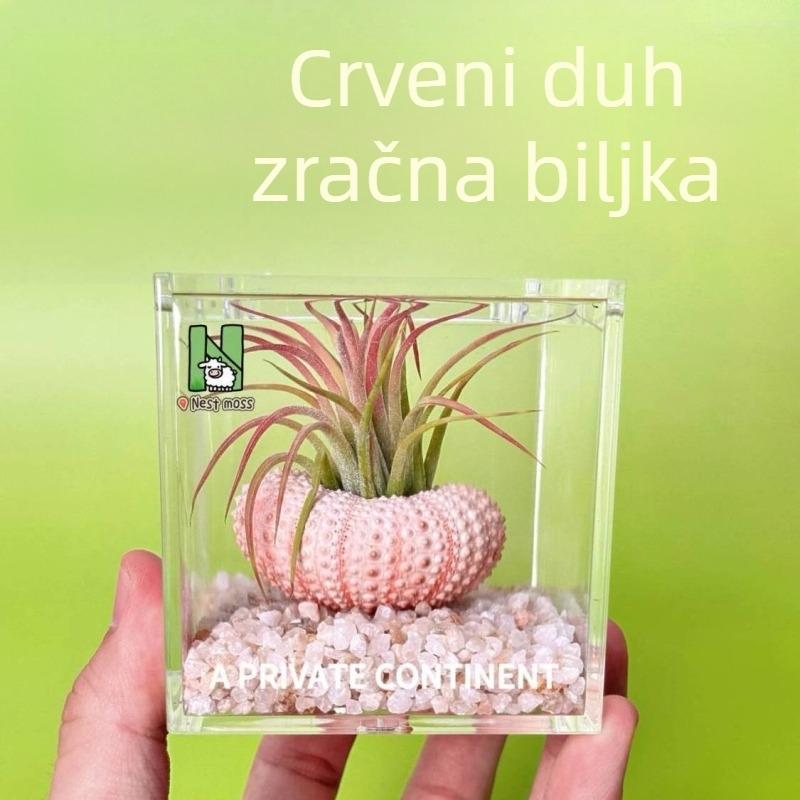 Mini stolna biljka bez zemlje za ured, ručno izrađena, prilagodljiva (Materijal: Biljka; Obrada i prilagodba: Podržava prilagođavanje)