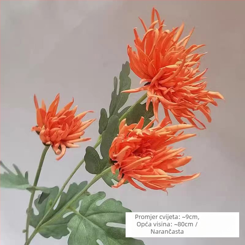 Crab Claw Chrysanthemum saten cvijet, jedna grančica, Daisy sorta; za vjenčanja, vanjske prostore i kućnu dekoraciju; Proces: bojano, reljefno