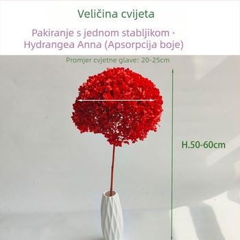 Anna hortenzija – sačuvani cvjetovi, sušeni cvjetovi sa venama, obojeni, na granama