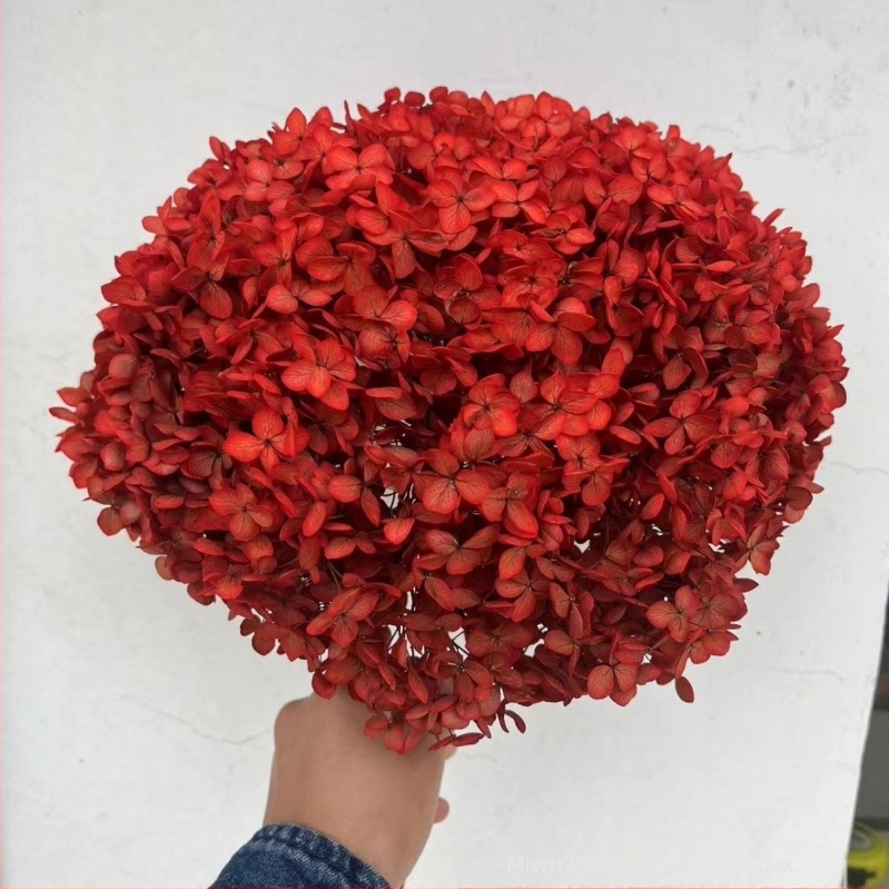 Vječni buket hortenzije — Mist Preserved Flowers; Materijal: vječne cvjetnice; Podrijetlo: Yunnan; Sorta: hortenzija