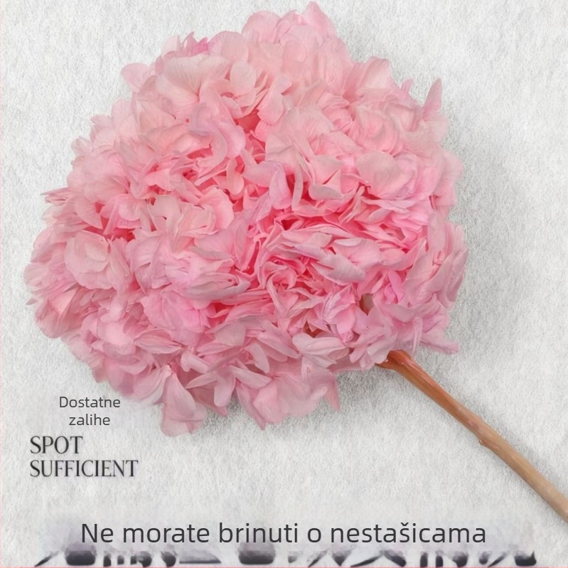 Buket sačuvanog cvijeća — Velkolisna hidrangea; Materijal: sačuvano cvijeće; Brend: Nothing