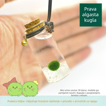 Staklena eco boca s marimo – mini vodeni krajolik, hidroponika, prilagodljiva, originalni dizajn