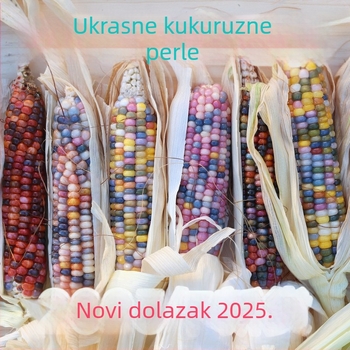 Kukuruzni minimalistički ukras | polu ručna i polu mehanička izrada | pogodna kao reklamni ili poslovni poklon | prava intelektualne svojine nisu dodijeljena