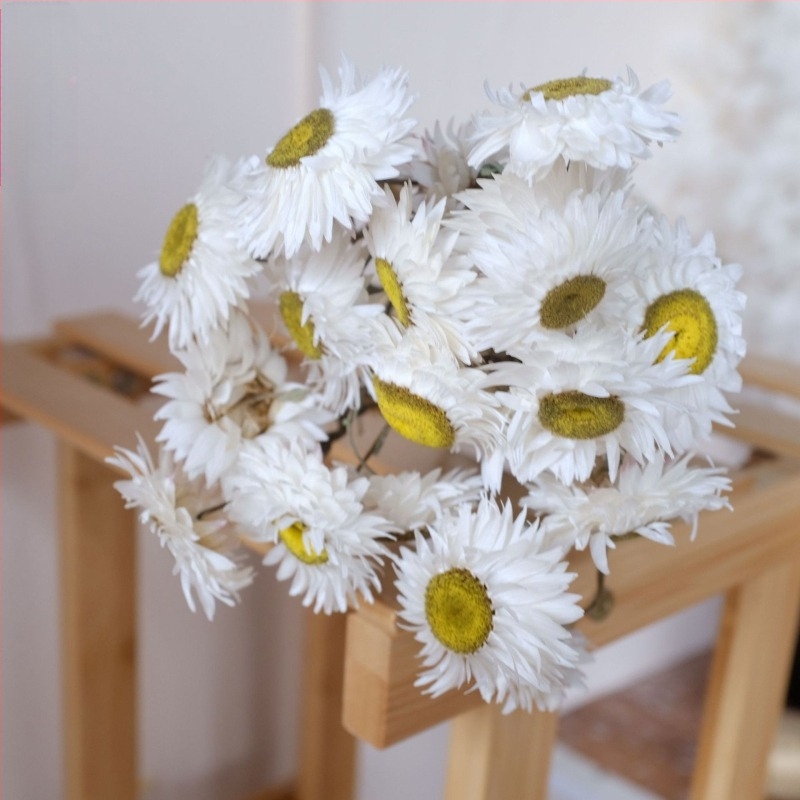 Rudan Bird sušeni buket cvijeća s bijelim i crvenim naglascima — materijal: sušeno cvijeće; marka: Spring never stops; pakiranje: OPP plastično pakovanje; idealan poklon za rođendane, Pun mjesec, putničke uspomene, druženja