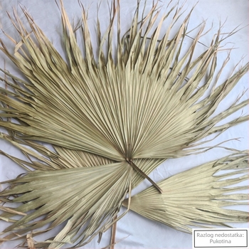 Ploča od palma lišća za zidnu dekoraciju — suhe vene lišća, palmu sorta, brend Qifeng cattail fan