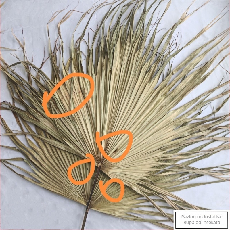 Ploča od palma lišća za zidnu dekoraciju — suhe vene lišća, palmu sorta, brend Qifeng cattail fan