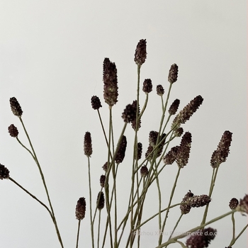 Umjetni Groundsel cvjetni rekvizit za dnevni boravak – fotografiranje scenografije, dizajn cvijeća; jesen-zima voće • Materijal: Plastika, Bule; Izrada: Drugo; Vrsta: Drugo; Svrha: Drugo