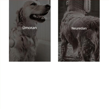 All-in-One sušilo za dlaku za kućne ljubimce s češljem – brzo sušenje za pse i mačke, 2000W+, ≤36V, univerzalna uporaba