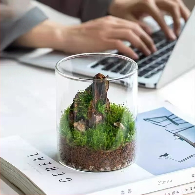 Terrarij boca s mahom od borosilikatnog stakla — mala stolna biljka, unutarnji mikro pejzaž, marka Independent, šifra proizvoda 88, kartonsko pakiranje