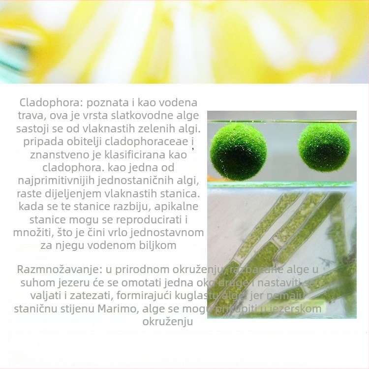 Marimo algi kuglica u ekološkoj boci — hidroponijski mikropejzaž za studentski dom i akvarij s kućnim ribicama — vodene biljke oksigeniraju vodu