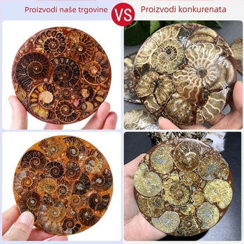 Prirodni amonit s Madagaskara, diskasti ulomak školjke, feng shui ukras, paleontološki primjerak