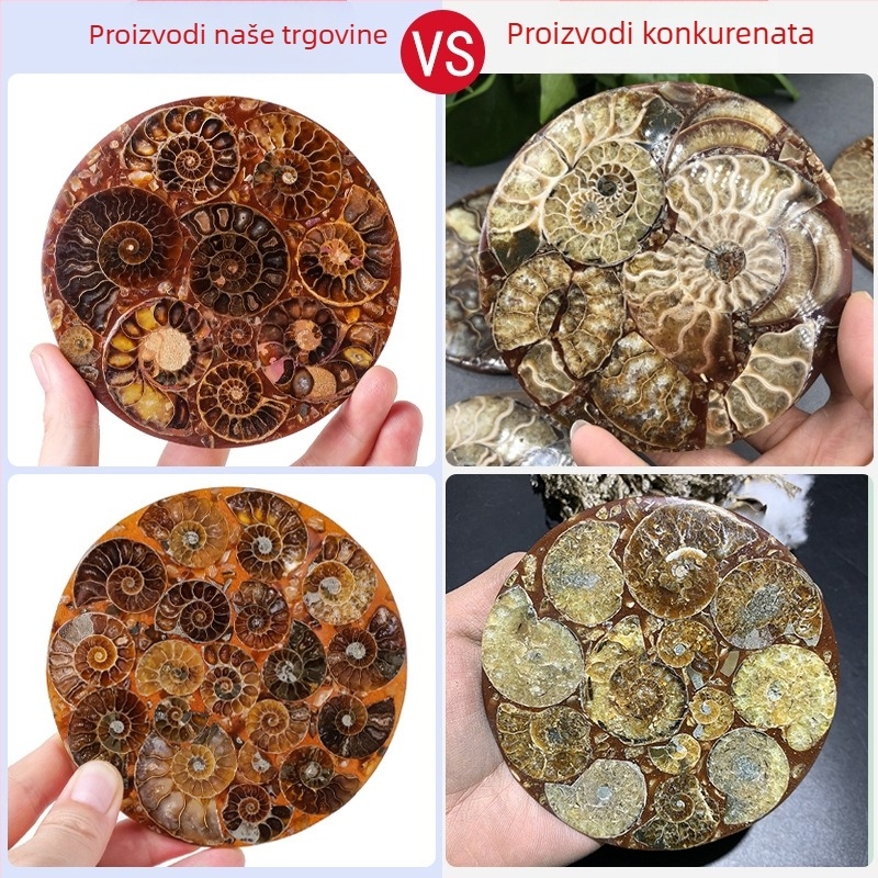 Prirodni amonit s Madagaskara, diskasti ulomak školjke, feng shui ukras, paleontološki primjerak