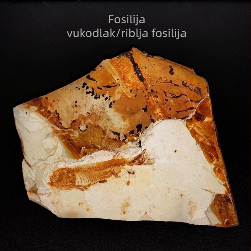 Prirodni fosilni kamen za geološko učenje i ukrasnu izložbu