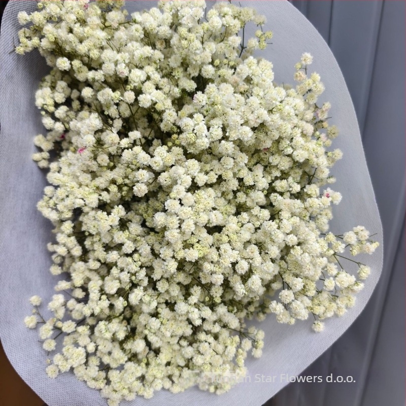 Nothing Marka Vječna Gypsophila – Suho Cvijeće Zvjezdano Nebo
