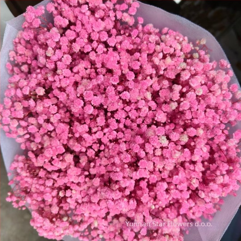 Nothing Marka Vječna Gypsophila – Suho Cvijeće Zvjezdano Nebo