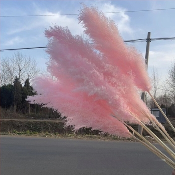 Roza sušeni buket cvijeća - suho cvijeće, prirodna dekoracija za studijsko fotografiranje i svadbene rekvizite, marka Yabo, pakiranje Opp bag, proces 3404050