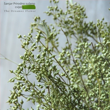 Voće suho cvijeće za kućnu dekoraciju — Značka: The Dreamer Flower; Materijal: suho cvijeće; Proces: 22408001136; Vrsta: Voće; Sorta: Drugo