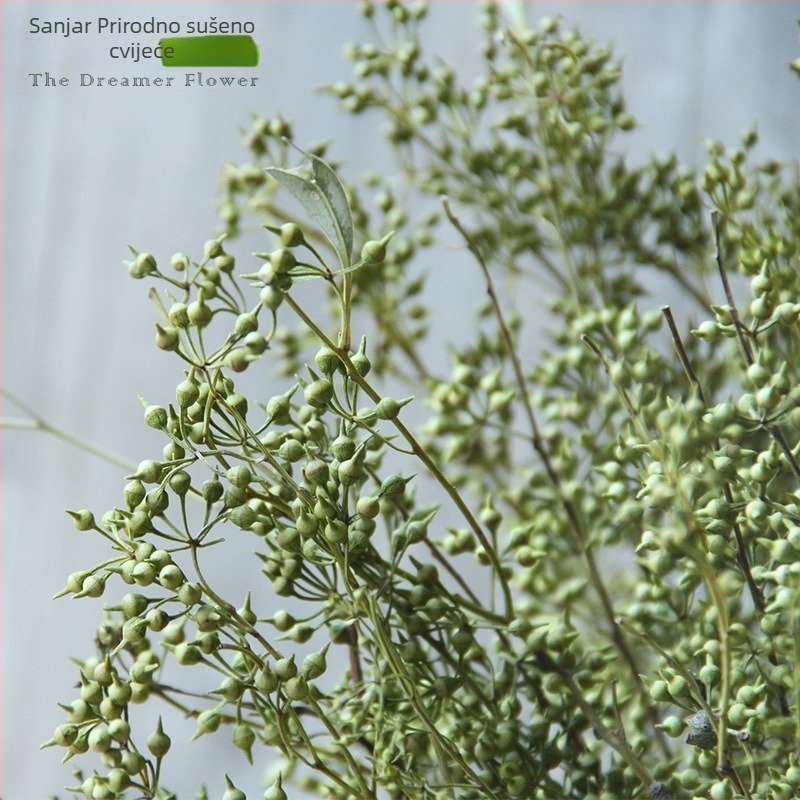 Voće suho cvijeće za kućnu dekoraciju — Značka: The Dreamer Flower; Materijal: suho cvijeće; Proces: 22408001136; Vrsta: Voće; Sorta: Drugo