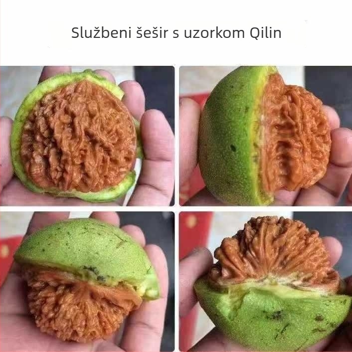 Narukvica od divljeg oraščića sa zelenom korom, ekstravelika veličina, motiv qilin, glave lava i tigra