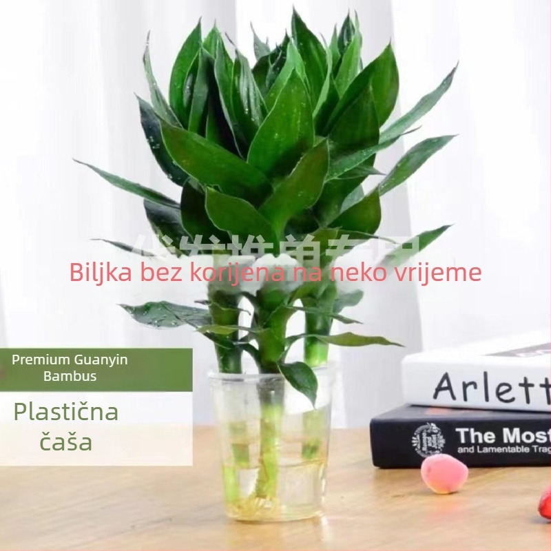 Hydroponska biljka srećni bambus (Materijal: ABS plast; Uvoz: Ne; Licencirane privatne marke: Da; Marka: Nijedna; IP odobrenje: Ne)