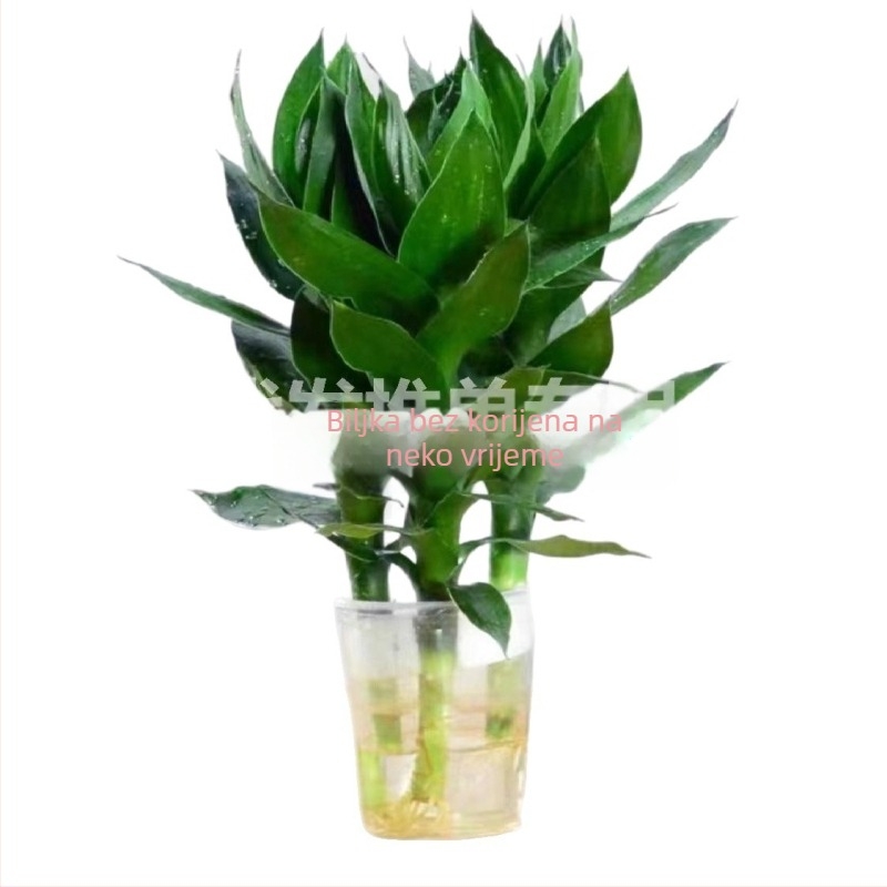 Hydroponska biljka srećni bambus (Materijal: ABS plast; Uvoz: Ne; Licencirane privatne marke: Da; Marka: Nijedna; IP odobrenje: Ne)