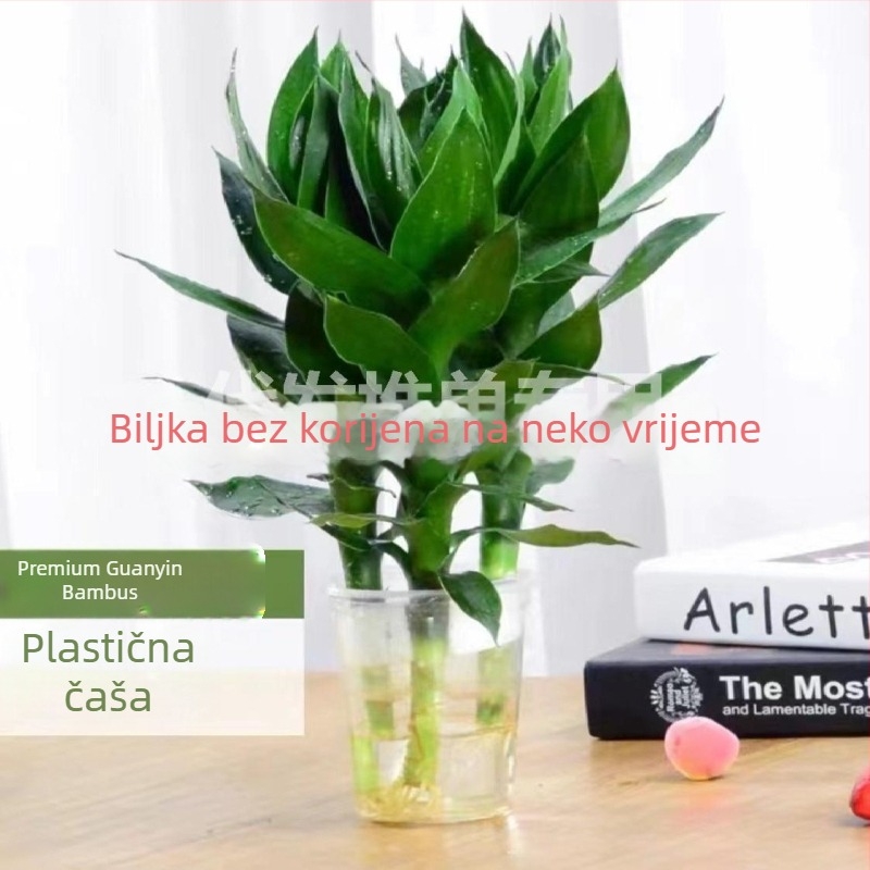 Hydroponska biljka srećni bambus (Materijal: ABS plast; Uvoz: Ne; Licencirane privatne marke: Da; Marka: Nijedna; IP odobrenje: Ne)
