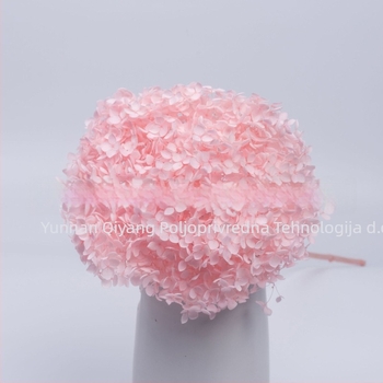 Anna hortenzija suho cvijeće – jednostavno pakiranje, brend Qiyang, nije uvezeno, za buket