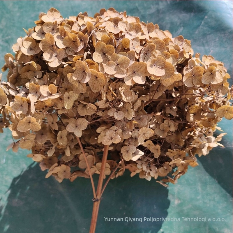 Anna hortenzija suho cvijeće – jednostavno pakiranje, brend Qiyang, nije uvezeno, za buket