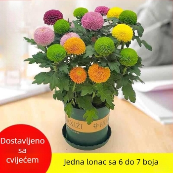 Phd krizantema u tegle s cvjetanjem - Četiri godišnja doba cvjetanja, za balkon, stol i dnevni boravak; Phd branda, normalna temperatura, neutralno svjetlo