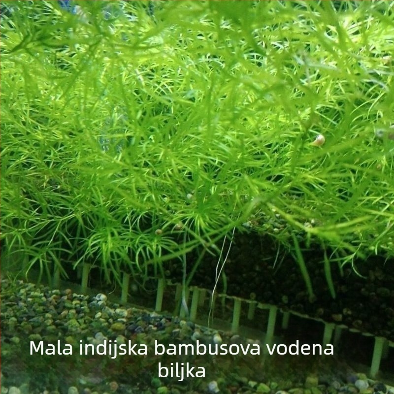 Indijska mala bambus trava za akvarij — otporna, jednostavna za njegu, voli sjenu, za ukrašavanje i pročišćavanje vode