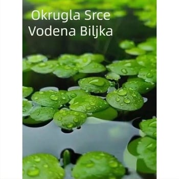 Plutajući duckweed za akvarij – pročišćavanje vode, zelena vodena biljka za ured i dvorište
