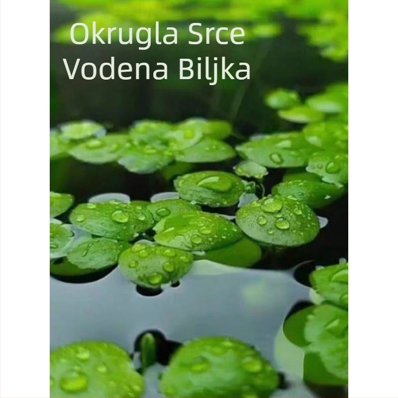 Plutajući duckweed za akvarij – pročišćavanje vode, zelena vodena biljka za ured i dvorište